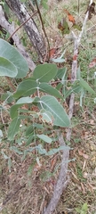 Eucalyptus cinerea