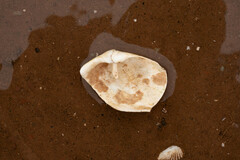 Zirfaea crispata