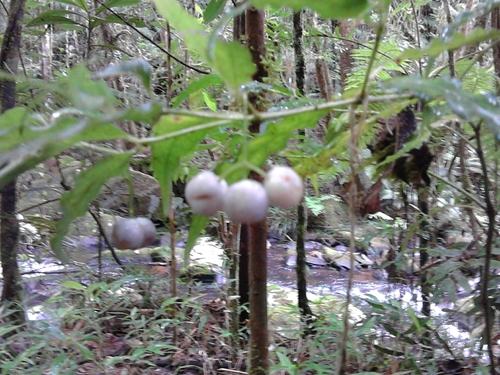 Psychotria andevorantensis