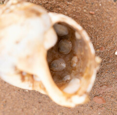 Crepidula plana