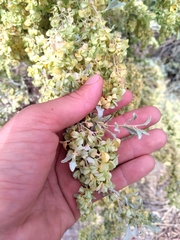 Atriplex lampa