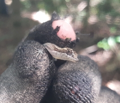 Anolis rodriguezii