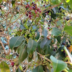 Syzygium cumini