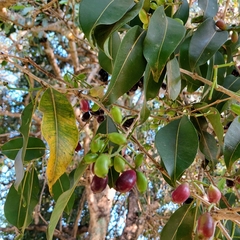 Syzygium cumini