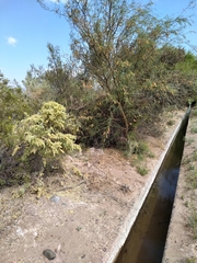 Atriplex lampa