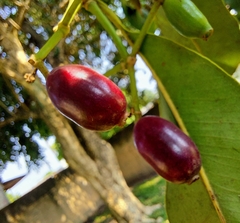 Syzygium cumini