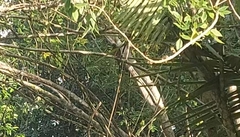 Pheucticus ludovicianus