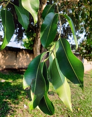Syzygium cumini