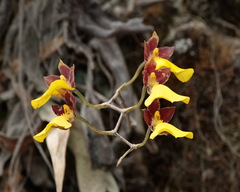 Cyrtochilum aureum