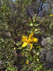 Larrea divaricata