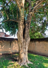 Syzygium cumini