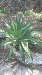 Agave desmettiana