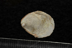 Crepidula plana