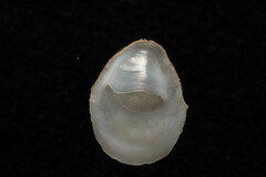 Crepidula plana