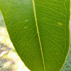 Syzygium cumini