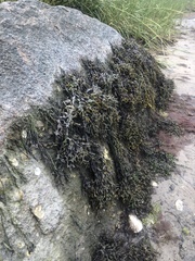 Fucus distichus