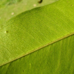Syzygium cumini