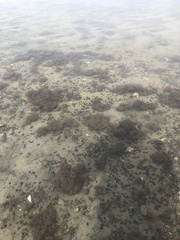 Chondrus crispus