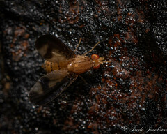 Toxonevra superba