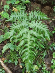 Diplazium ceratolepis