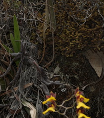 Cyrtochilum aureum