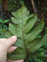 Diplazium ceratolepis