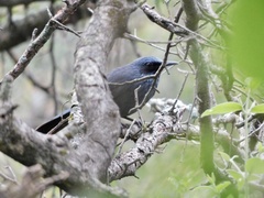 Melanotis caerulescens