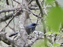 Melanotis caerulescens