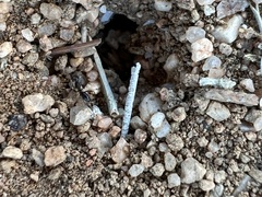 Dorymyrmex insanus