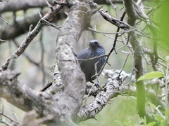Melanotis caerulescens