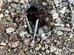 Dorymyrmex insanus