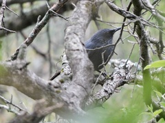 Melanotis caerulescens