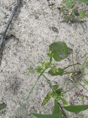 Cyperus surinamensis