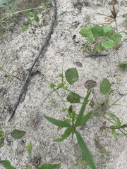 Cyperus surinamensis