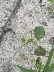 Cyperus surinamensis