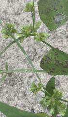 Cyperus surinamensis