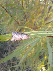 Alsophila pometaria