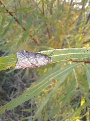 Alsophila pometaria