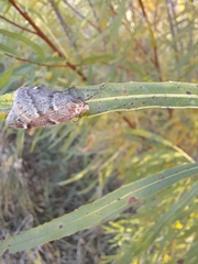 Alsophila pometaria