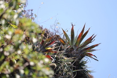 Tillandsia religiosa