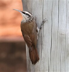 Lepidocolaptes angustirostris