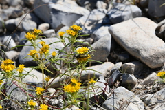 Acmaeodera scalaris