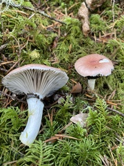 Gomphidius subroseus