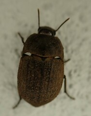 Tenebrionidae