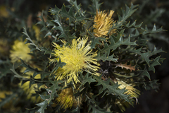 Banksia armata