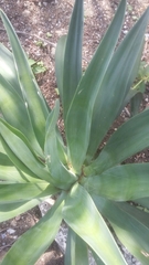 Agave desmettiana