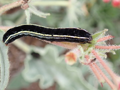 Spodoptera ornithogalli
