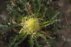 Banksia armata