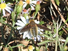 Poecilanthrax lucifer