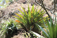 Tillandsia religiosa